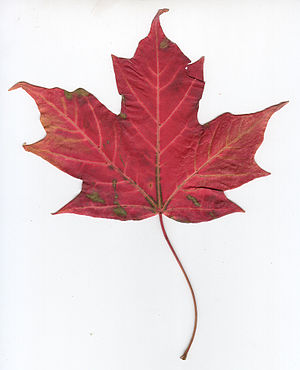 300px-Canadian_maple_leaf